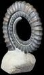 Devonian Ammonite (Anetoceras) - Morocco #63080-2